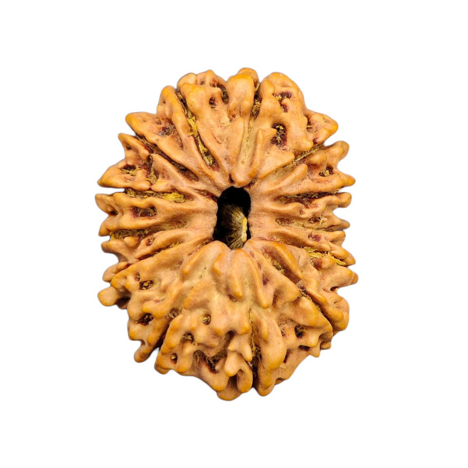 Mukhi Rudraksha Original Lab Certified Nepal Yashvriddhi