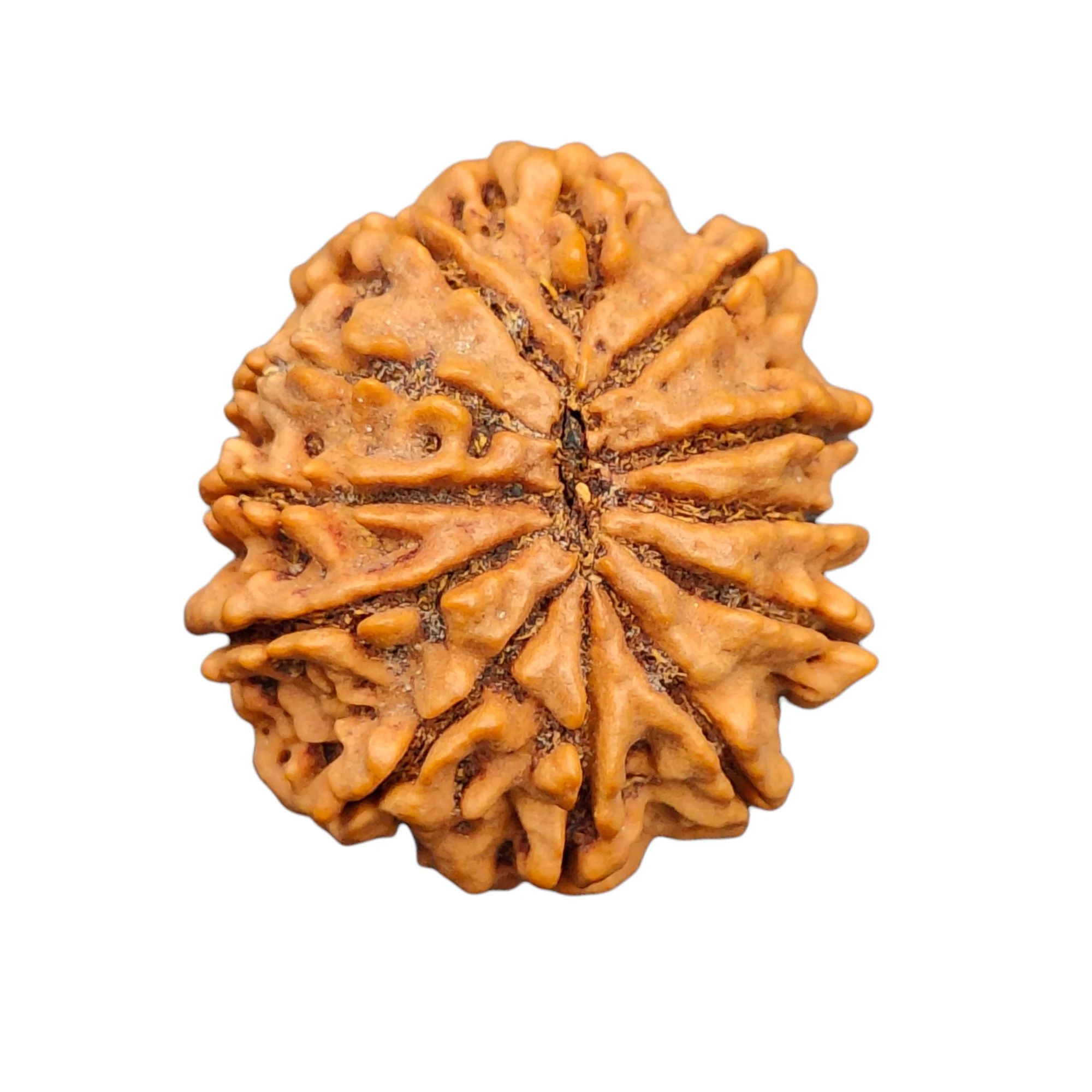 10 Mukhi Rudraksha