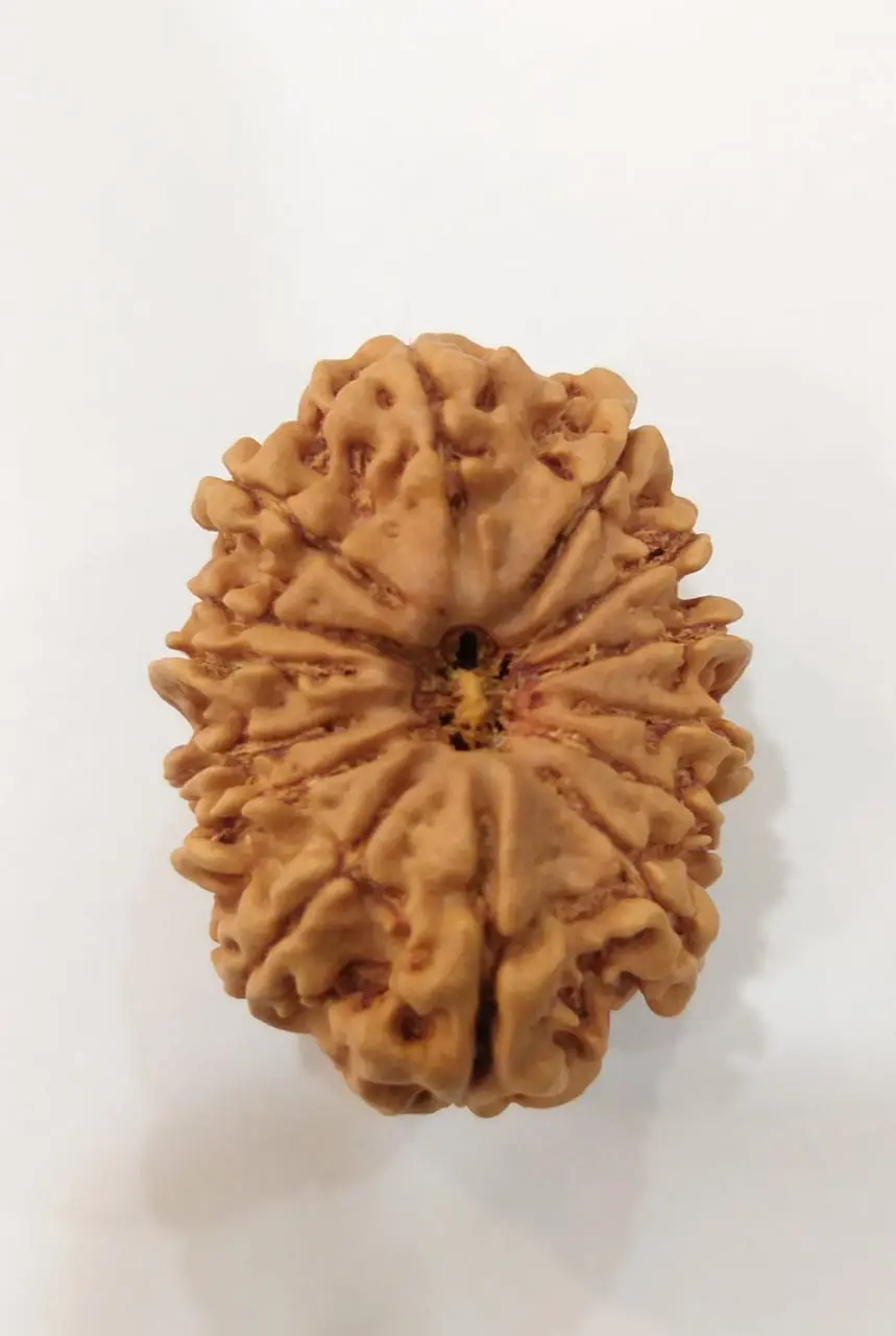 14 Mukhi Rudraksha