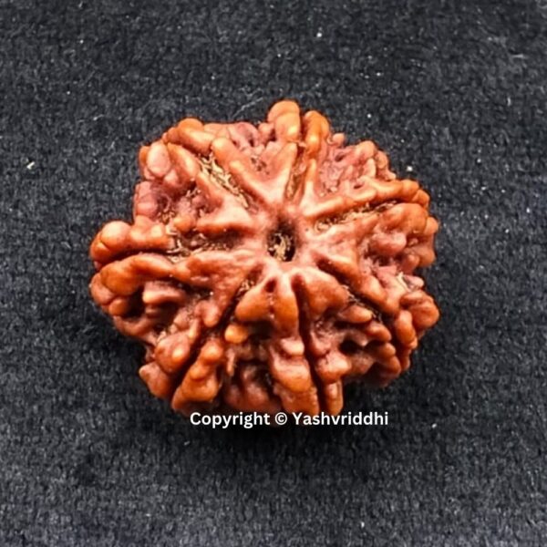 7 Mukhi Rudraksha Original Nepali beads