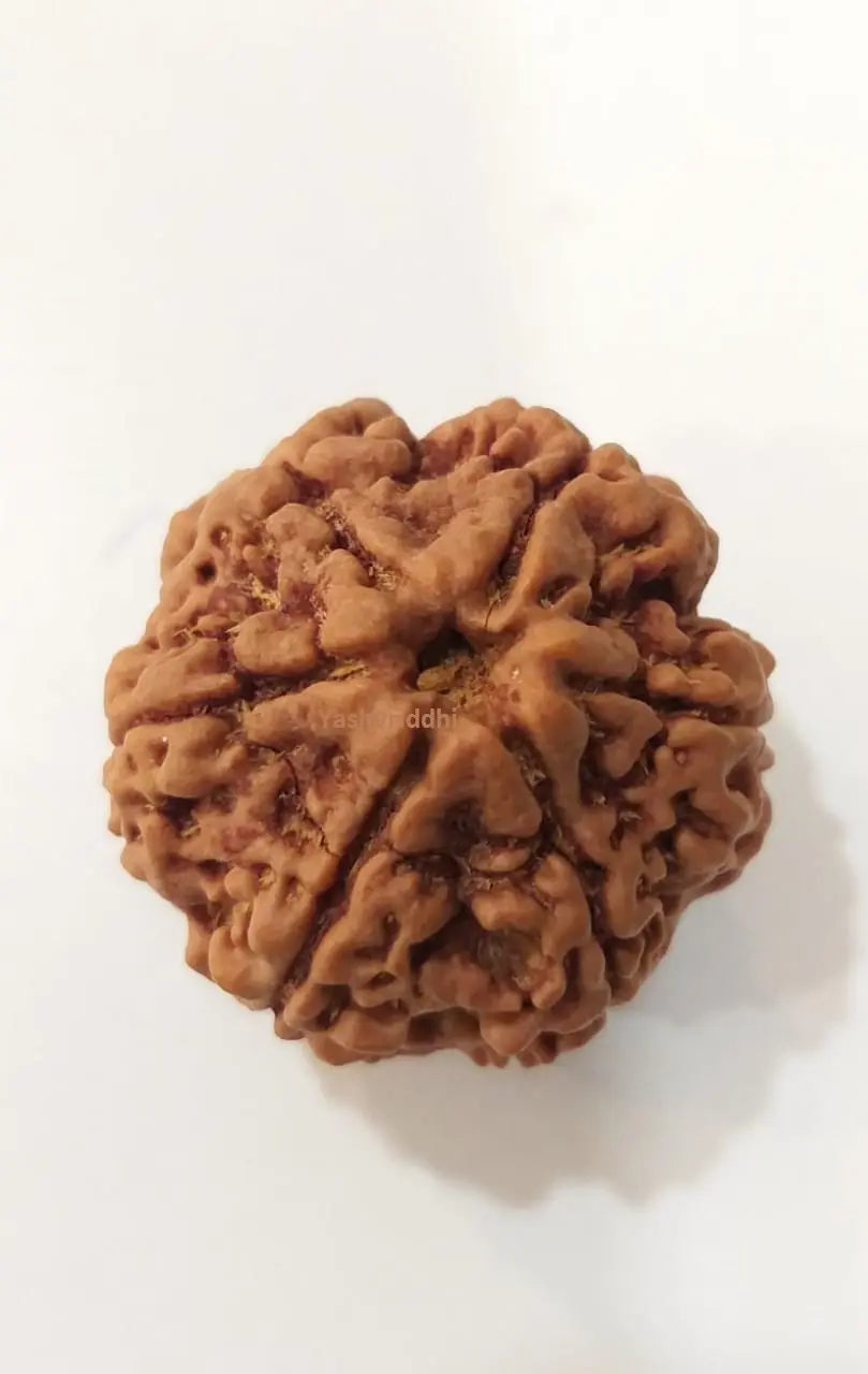 6 Mukhi Rudraksha