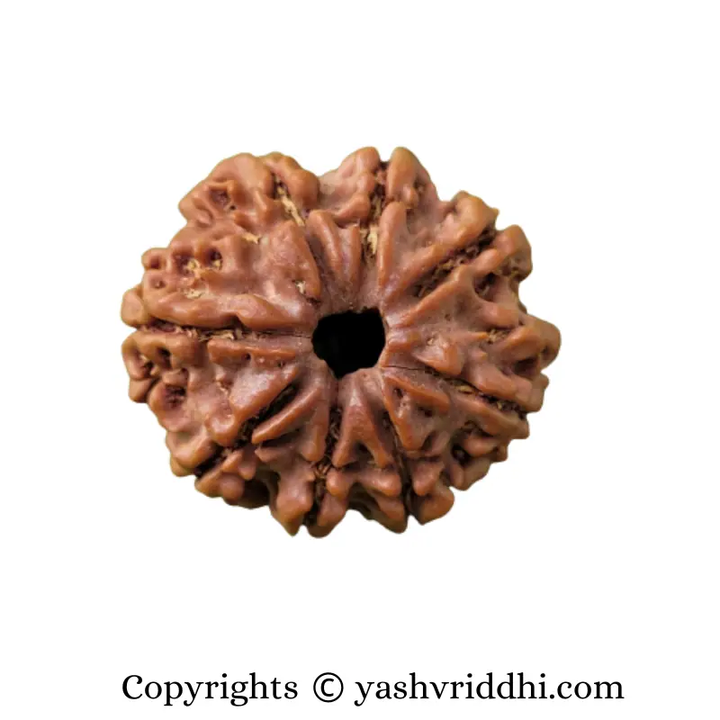 8 Mukhi Rudraksha