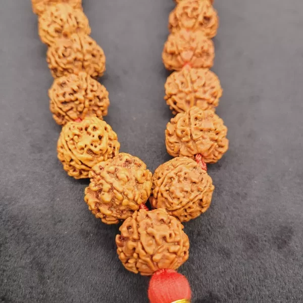 Rudraksha Kanthi 33 + 1 Beads
