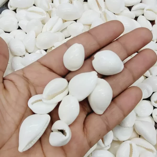 White Kaudi/White Cowrie (Safed Kaudi)