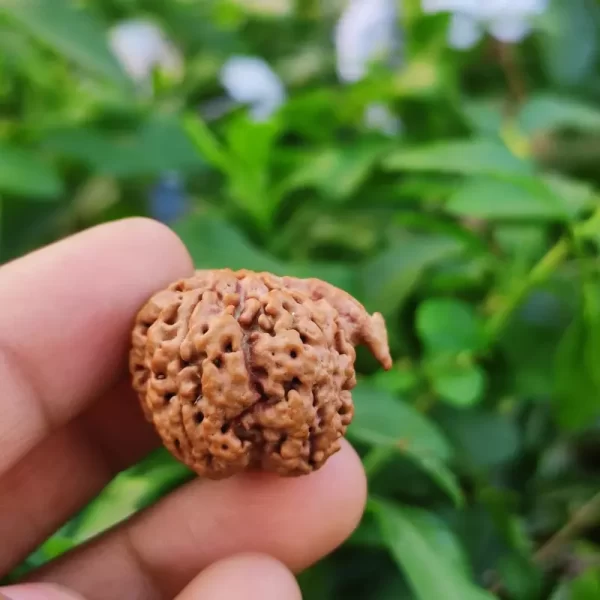 Ganesh Rudraksha