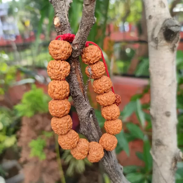 Rudraksha Bracelet/ Chikana Pathari Rudraksha Bracelet