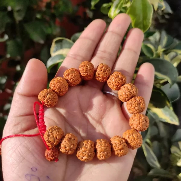 Rudraksha Bracelet/ Chikana Pathari Rudraksha Bracelet