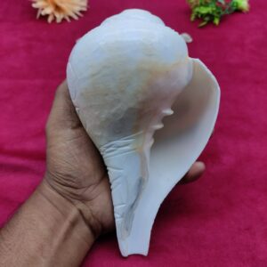 Original Blowing / Vamavrati Shankh Hand Maded Design Premium Quality 7.5 inches - Image 3