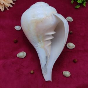 Original Blowing / Vamavrati Shankh Hand Maded Design Premium Quality 7.5 inches - Image 4
