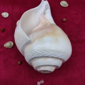 Original Blowing / Vamavrati Shankh Hand Maded Design Premium Quality 7.5 inches - Image 5