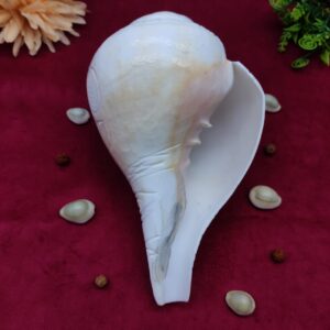 Original Blowing / Vamavrati Shankh Hand Maded Design Premium Quality 7.5 inches - Image 7