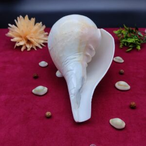 Original Blowing / Vamavrati Shankh Hand Maded Design Premium Quality 7.5 inches - Image 8