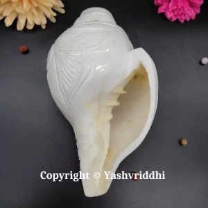 Premium Quality Laddu Gopal Carving Original Blowing Shank Medium Size - Image 3
