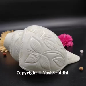 Premium Quality Laddu Gopal Carving Original Blowing Shank Medium Size - Image 5