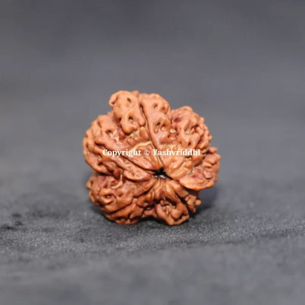 Ganesh Rudraksha Original Nepali Beads