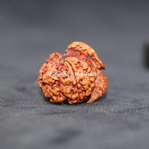 Ganesh Rudraksha Original Nepali Beads