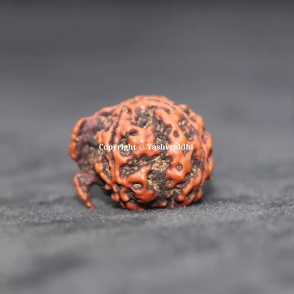 Ganesh Rudraksha Original Nepali Beads