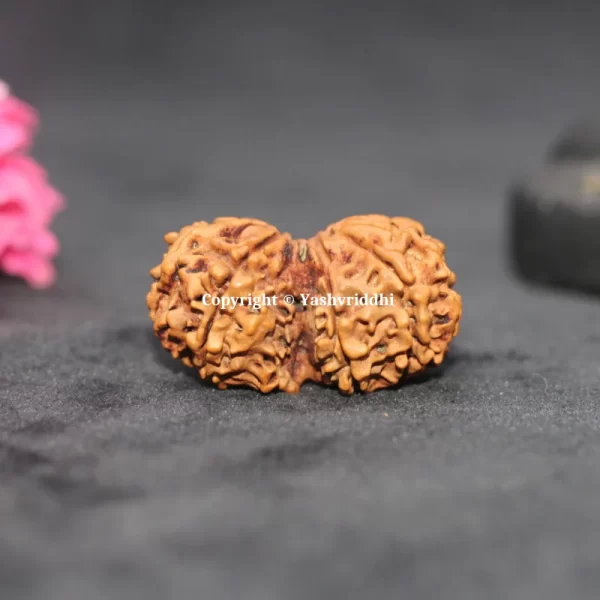 Gauri Shankar Rudraksha Original Beads