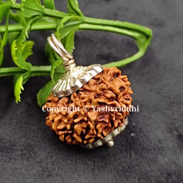 9 Mukhi Rudraksha Pendant with X-Ray and Certified | 9 Face-01