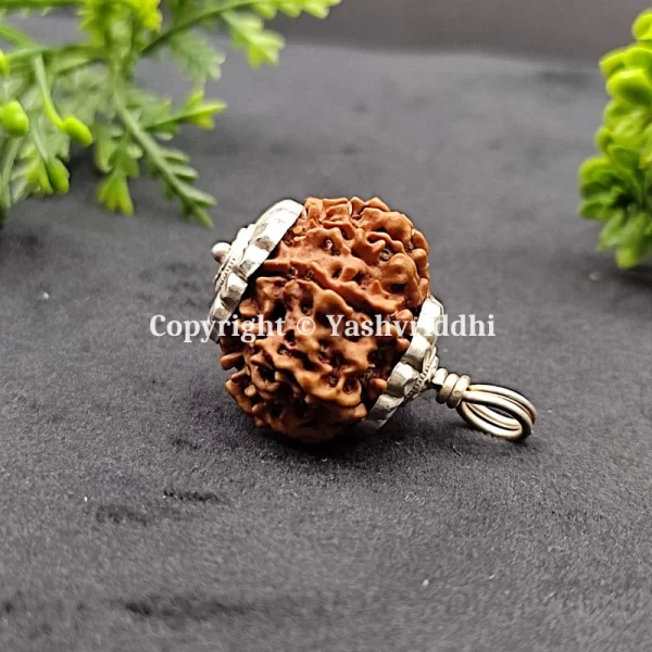 9 Mukhi Rudraksha Pendant with X-Ray and Certified | 9 Face-02