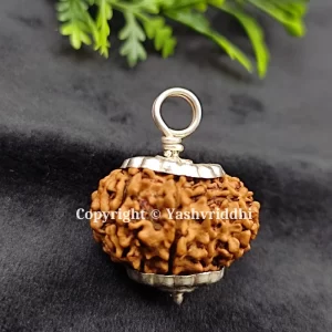 11 Mukhi Rudraksha Pendant with X-Ray and Certified | 11 Face-01 - Image 2