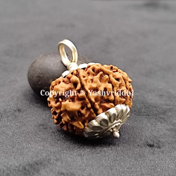 11 Mukhi Rudraksha Pendant with X-Ray and Certified | 11 Face-04