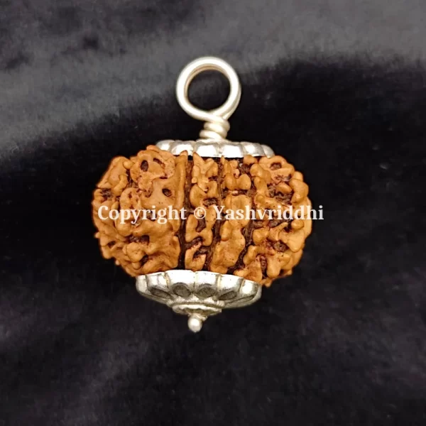 11 Mukhi Rudraksha Pendant with X-Ray and Certified | 11 Face-01