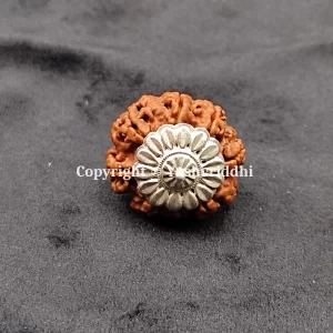 8 Mukhi Rudraksha Pendants with X-Ray and Certified | 8 Face-02 - Image 4