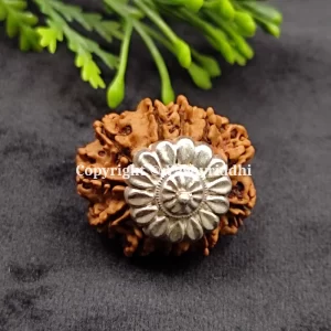 11 Mukhi Rudraksha Pendant with X-Ray and Certified | 11 Face-01 - Image 4