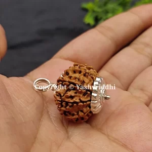 11 Mukhi Rudraksha Pendant with X-Ray and Certified | 11 Face-01 - Image 6